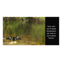 Anhinga in the Everglades Photocard