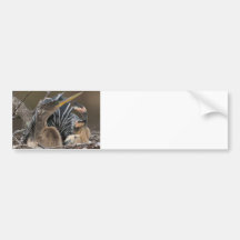 Anhinga...Living in the Sticks Bumper Sticker