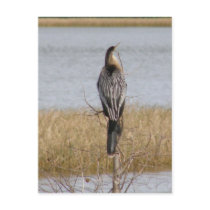 Anhinga Postcards