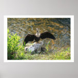 Anhinga