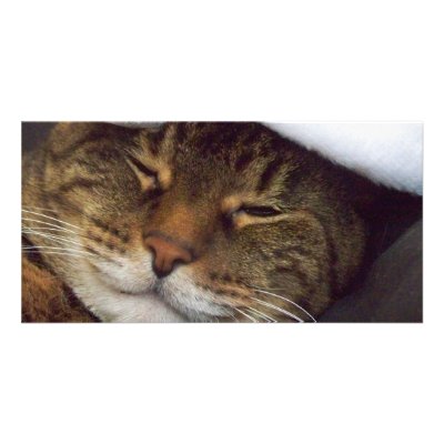 Aniaml Bookmark Picture Card by iona847