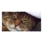 Aniaml Bookmark photo cards