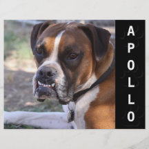 Animal Actors Comp Card Headshot Custom Flyer