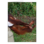 Animal Airplane Game Cards