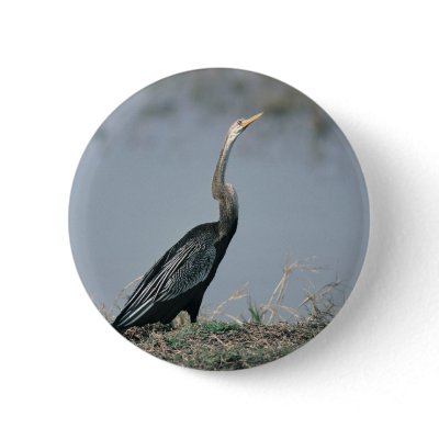 Animal-Anhinga by junglewalkcom