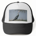 Animal-Anhinga