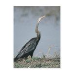 Animal-Anhinga