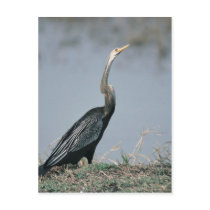 Animal-Anhinga