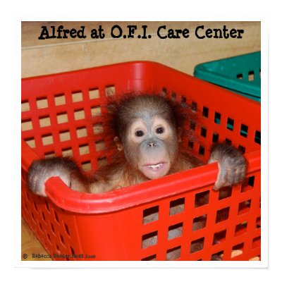 Animal Baby Alfred Posters by Rebecca_Reeder