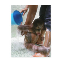 Animal Baby Bath Day
