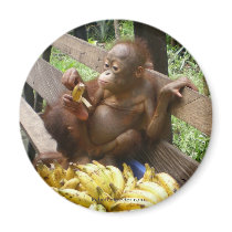 Animal Baby Food