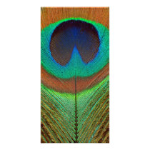 Animal - Bird - Peacock Feather Photo Greeting Card
