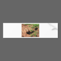 Animal bumper stickers