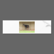 Animal bumper stickers