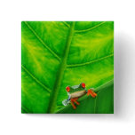 AnImAl Pinback Buttons