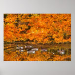 Animal - Canadian Geese Print