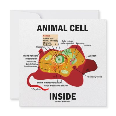 Animal Cell Inside (Eukaryote Cell Biology) by wordsunwords