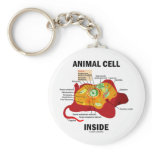 Animal Cell Inside (Eukaryote Cell Biology)
