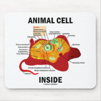 Animal Cell Inside (Eukaryote Cell Biology)