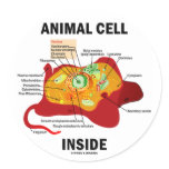 Animal Cell Inside (Eukaryote Cell Biology)