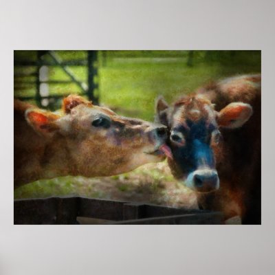 Animal - Cow - Let mummy clean that by suburbanscenes