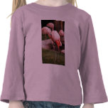 Animal  - Flamingo Hotel - The Flamingo