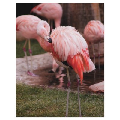 Animal  - Flamingo Hotel - The Flamingo by suburbanscenes