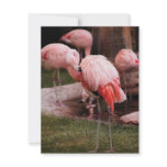 Animal  - Flamingo Hotel - The Flamingo