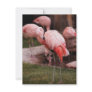 Animal  - Flamingo Hotel - The Flamingo