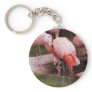 Animal  - Flamingo Hotel - The Flamingo