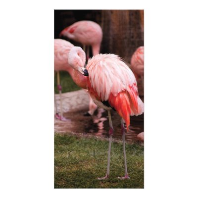 Animal  - Flamingo Hotel - The Flamingo by suburbanscenes