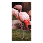 Animal  - Flamingo Hotel - The Flamingo photo cards
