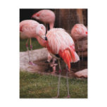 Animal  - Flamingo Hotel - The Flamingo