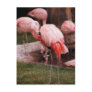 Animal  - Flamingo Hotel - The Flamingo
