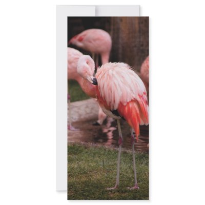 Animal  - Flamingo Hotel - The Flamingo by suburbanscenes