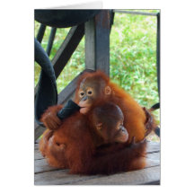 Animal Hugs are Important Card