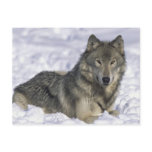 Animal In Snow Postcard