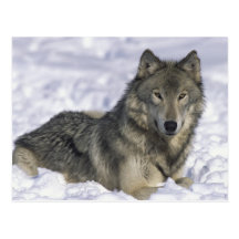 Animal In Snow Postcard