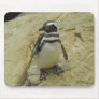 Animal Kingdom HD Mousepad - Penguin