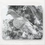 Animal Kingdom HD Mousepad - Pigeon