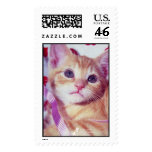 Animal League - Valentine Cat Stamp