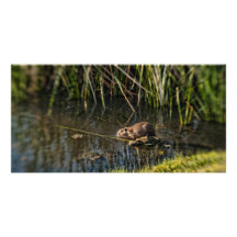 Animal on Water Custom Photo Card