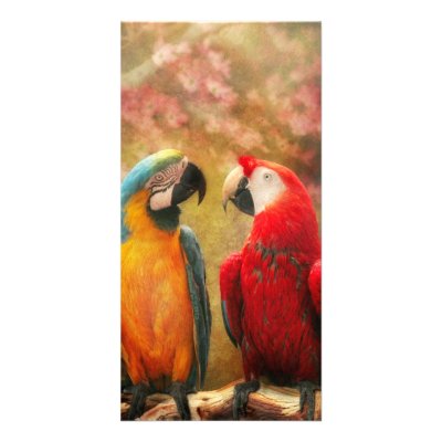 Animal - Parrot - We'll always have parrots Photo Card by suburbanscenes