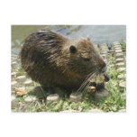 animal postcard "nutria rat"