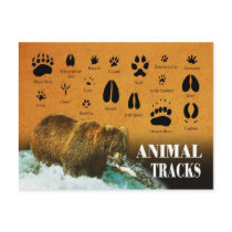 Animal Tracks
