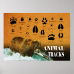 Animal Tracks