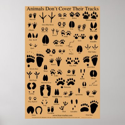 Animal Tracks Poster by tracker8459