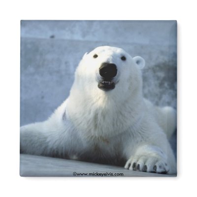 Animal Wild 1 Fridge Magnets by mickeyelvis128