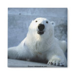 Animal Wild 1 magnets