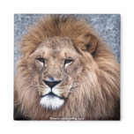 Animal Wild 1 Refrigerator Magnet